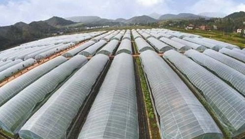溫室大棚薄膜日常維護(hù)方法